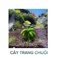 Cây Trang Chuối- Cây Thủy Sinh- Cá Cảnh Thiên Phước