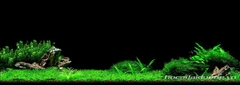 Nền Đen -Tranh 3D  Dán Hồ Cá - Decal Dán Hồ- Cá Cảnh Thiên Phước