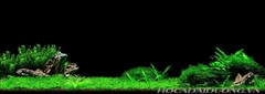 Nền Đen -Tranh 3D  Dán Hồ Cá - Decal Dán Hồ- Cá Cảnh Thiên Phước