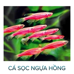 Cá Sọc Ngựa Thường, Cánh Tiên- Cá Thủy Sinh- Cá Cảnh Thiên Phước