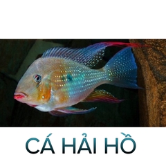 Cá Hải Hồ- Cá Thủy Sinh- Cá Cảnh Thiên Phước