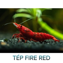 Tép Fire Red- Fire Red Shrimp- Tép Thủy Sinh- Cá Cảnh Thiên Phước