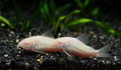 Cá Chuột Trắng Albino- Cá Dọn Bể - Cá Thủy Sinh- Cá Cảnh Thiên Phước