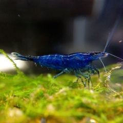 Tép Blue Dream-Blue Dream Shrimp- Tép Thủy Sinh- Cá Cảnh Thiên Phước