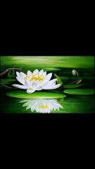Nền Đen -Tranh 3D  Dán Hồ Cá - Decal Dán Hồ- Cá Cảnh Thiên Phước