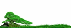 Nền Trắng-Tranh 3D  Dán Hồ Cá - Decal Dán Hồ- Cá Cảnh Thiên Phước