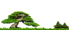 Nền Trắng-Tranh 3D  Dán Hồ Cá - Decal Dán Hồ- Cá Cảnh Thiên Phước