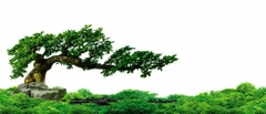 Nền Trắng-Tranh 3D  Dán Hồ Cá - Decal Dán Hồ- Cá Cảnh Thiên Phước