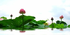 Nền Trắng-Tranh 3D  Dán Hồ Cá - Decal Dán Hồ- Cá Cảnh Thiên Phước