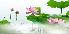 Nền Trắng-Tranh 3D  Dán Hồ Cá - Decal Dán Hồ- Cá Cảnh Thiên Phước