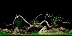 Nền Đen -Tranh 3D  Dán Hồ Cá - Decal Dán Hồ- Cá Cảnh Thiên Phước