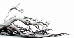 Nền Trắng-Tranh 3D  Dán Hồ Cá - Decal Dán Hồ- Cá Cảnh Thiên Phước