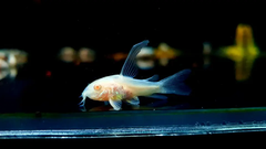 Cá Chuột Trắng Albino- Cá Dọn Bể - Cá Thủy Sinh- Cá Cảnh Thiên Phước