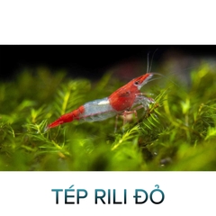 Tép Rili Đỏ- Red Rili Shrimp- Tép Thủy Sinh- Cá Cảnh Thiên Phước