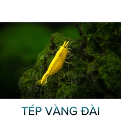 Tép Vàng Đài Loan- Tép Thủy Sinh- Cá Cảnh Thiên Phước