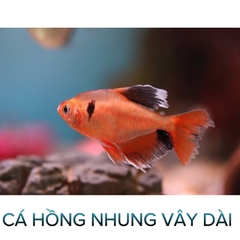 Cá Hồng Nhung Thường, Vây Dài- Cá Thủy Sinh- Cá Cảnh Thiên Phước
