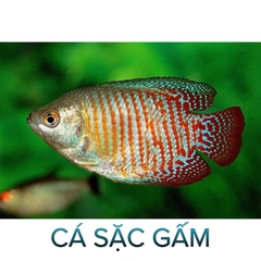 Cá Sặc Gấm- Cá Thủy Sinh- Cá Cảnh Thiên Phước