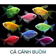 Cá Cảnh Buồm Nhiều Màu- Cá Thủy Sinh- Cá Cảnh Thiên Phước