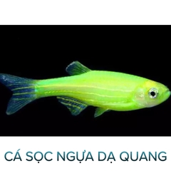 Cá Sọc Ngựa Thường, Cánh Tiên- Cá Thủy Sinh- Cá Cảnh Thiên Phước