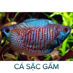 Cá Sặc Gấm- Cá Thủy Sinh- Cá Cảnh Thiên Phước