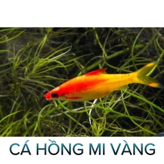 Cá Hồng Mi Thường, Cá Hồng Mi Vàng- Cá Thủy Sinh - Cá Cảnh Thiên Phước