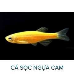 Cá Sọc Ngựa Thường, Cánh Tiên- Cá Thủy Sinh- Cá Cảnh Thiên Phước