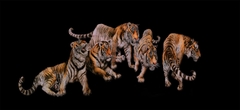 Tranh Con Hổ - Ngựa - Công-Tranh 3D  Dán Hồ Cá - Decal Dán Hồ- Cá Cảnh Thiên Phước