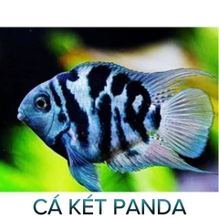 Cá Két Panda, Két Trắng- Cá Thủy Sinh- Cá Cảnh Thiên Phước