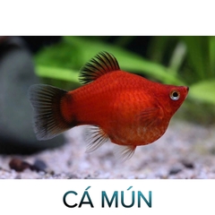 Cá Mún Thường ,Short - Cá Thủy Sinh- Cá Cảnh Thiên Phước