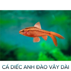 Cá Diếc Anh Đào Siêu Đỏ- Vây Dài- Cá Cảnh Thiên Phước