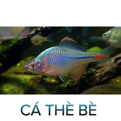 Cá Thè Bè-Cá Thủy Sinh- Cá Cảnh Thiên Phước