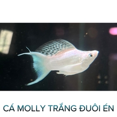Cá Molly Trắng Short Đuôi Én- Cá Thủy Sinh- Cá Cảnh Thiên Phước