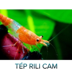 Tép Rili Cam- Orange Rili Shrimp- Tép Thủy Sinh- Cá Cảnh Thiên Phước