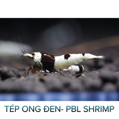 Tép Pure Black Line- Pbl- Tép Thủy Sinh- Cá Cảnh Thiên Phước