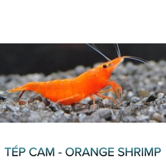 Tép Cam- Orange Shrimp- Tép Thủy Sinh- Cá Cảnh Thiên Phước