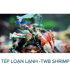 Tép Loạn Lạnh -Twb- Tép Thủy Sinh - Cá Cảnh Thiên Phước