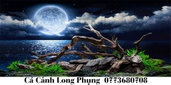 Nền Đen -Tranh 3D  Dán Hồ Cá - Decal Dán Hồ- Cá Cảnh Thiên Phước