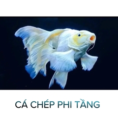 Cá Chép Sư Tử Trắng, Sư Tử Đỏ, Phi Tần Trắng, Phi Tầng Đỏ- Cá Cảnh Thiên Phước