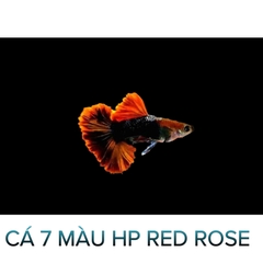 Cá 7 Màu Hp Red Rose- Cá Thủy Sinh- Cá Cảnh Thiên Phước