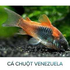 Cá Chuột Venezuela- Cá Dọn Bể- Cá Thủy Sinh- Cá Cảnh Thiên Phước