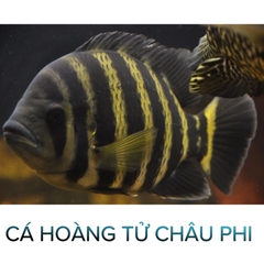 Cá Hoàng Tử Châu Phi - Cá Săn Mồi - Cá Cảnh Thiên Phước