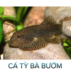 Cá Tỳ Bà Bướm- Cá Thủy Sinh- Cá Cảnh Thiên Phước