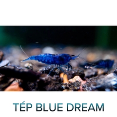 Tép Blue Dream-Blue Dream Shrimp- Tép Thủy Sinh- Cá Cảnh Thiên Phước