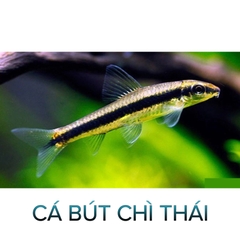 Cá Bút Chì Thái- Cá Thủy Sinh- Cá Cảnh Thiên Phước