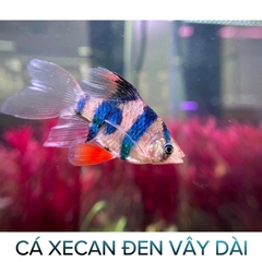 Cá Xecan Thường, Short- Cá Thủy Sinh- Cá Cảnh Thiên Phước