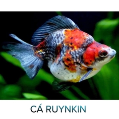 Cá Ryunkin- Cá Thủy Sinh- Cá Cảnh Thiên Phước