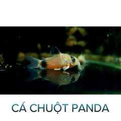 Cá Chuột Panda- Cá Dọn Bể- Cá Thủy Sinh- Cá Cảnh Thiên Phước