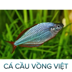 Cá Cầu Vồng Việt- Cá Thủy Sinh-Cá Cảnh Thiên Phước