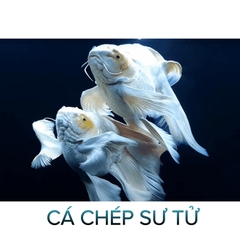 Cá Chép Sư Tử Trắng, Sư Tử Đỏ, Phi Tần Trắng, Phi Tần Đỏ- Cá Cảnh Thiên Phước