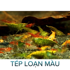 Tép Loạn Màu- Tép Thủy Sinh- Cá Cảnh Thiên Phước